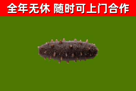 洱源回收海参干